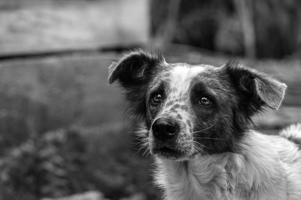 dog, animal, pets, cute, farm, animals, puppy, tamed, snout, pet, eyes, adorable, portrait, mammals, black, white, thought, nature